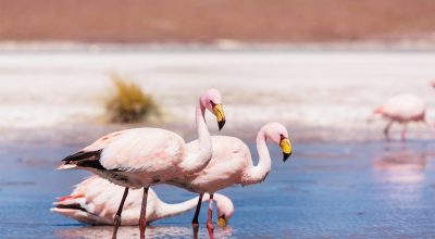 Flamingo in the lake of Bolivian Altiplano
