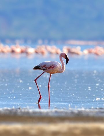 Flock of flamingos wading in the shallow lagoon water. Kenya, Africa